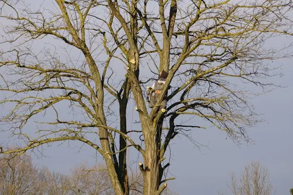 Comment élaguer un arbre ? Guide complet des techniques