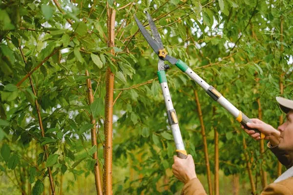 Élagage, taille, émondage : quelles différences ?