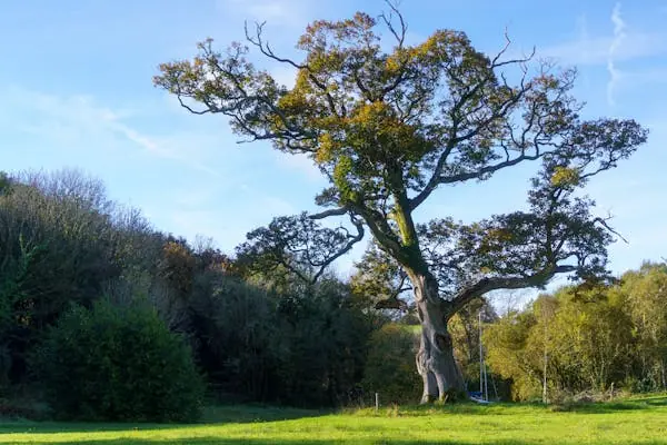 Quelle période pour élaguer vos arbres ? Calendrier complet