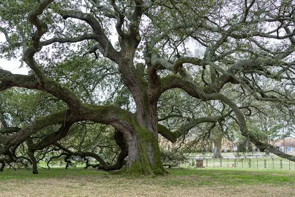 Pourquoi faire élaguer ses arbres ? 7 bonnes raisons
