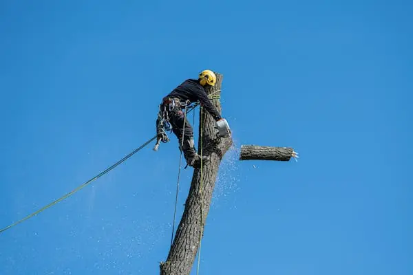 Élagueur professionnel avec équipement de sécurité