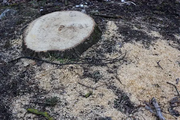 Souche d'arbre après abattage